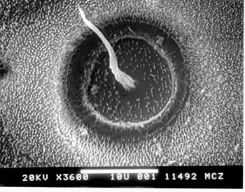 Media type: image; Herpetology R-112088